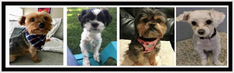 petfinder long island ny|small dog adoption long island.